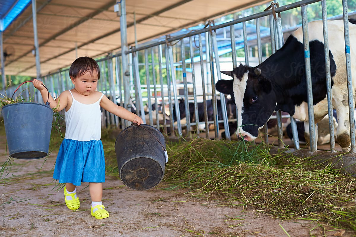 one little asian girl working in the dairy farm