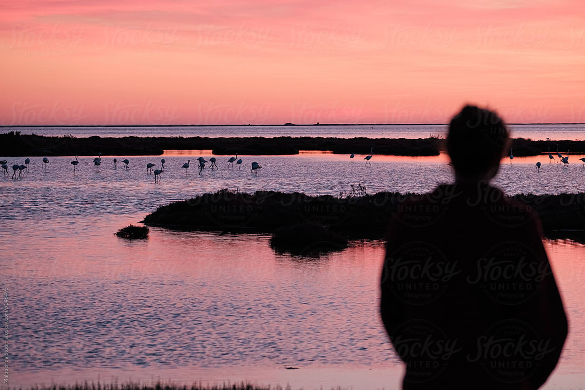 Anonymous watching flamingos in nature at sunset