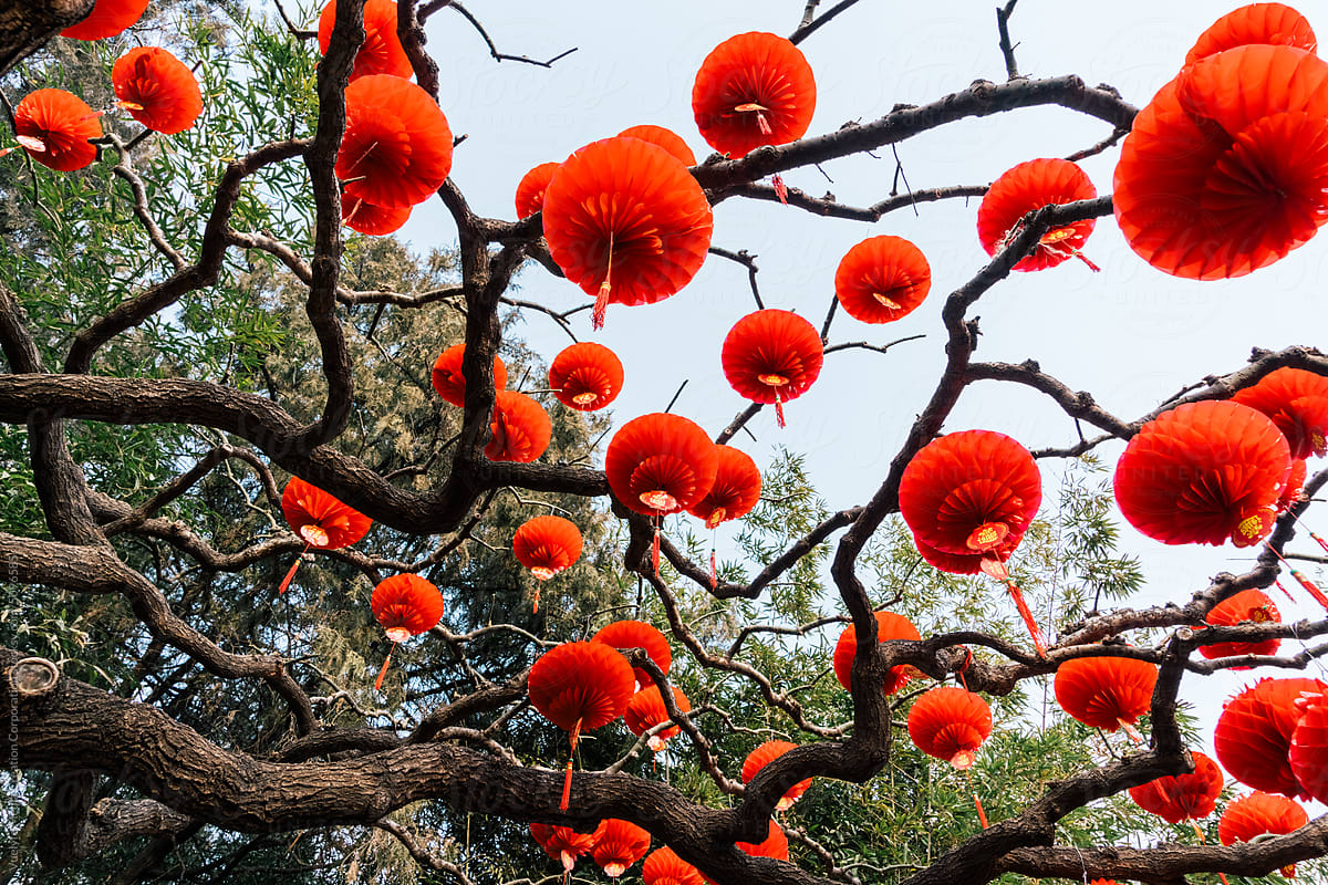 Red Asian Lanterns on tree