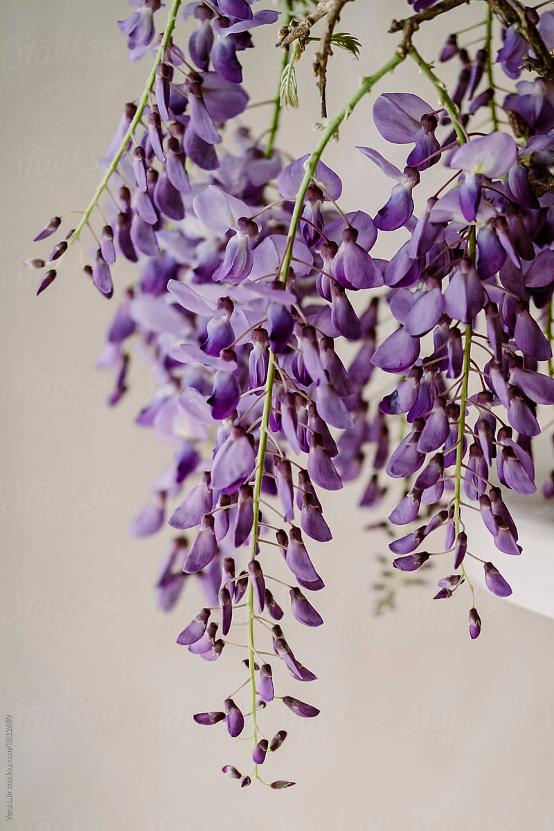 purple wisteria branch