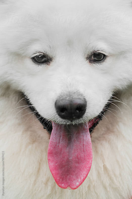 White samoyed dog