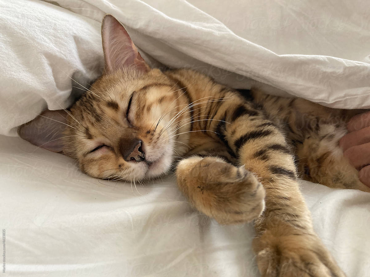 Cute bengal cat sleeping