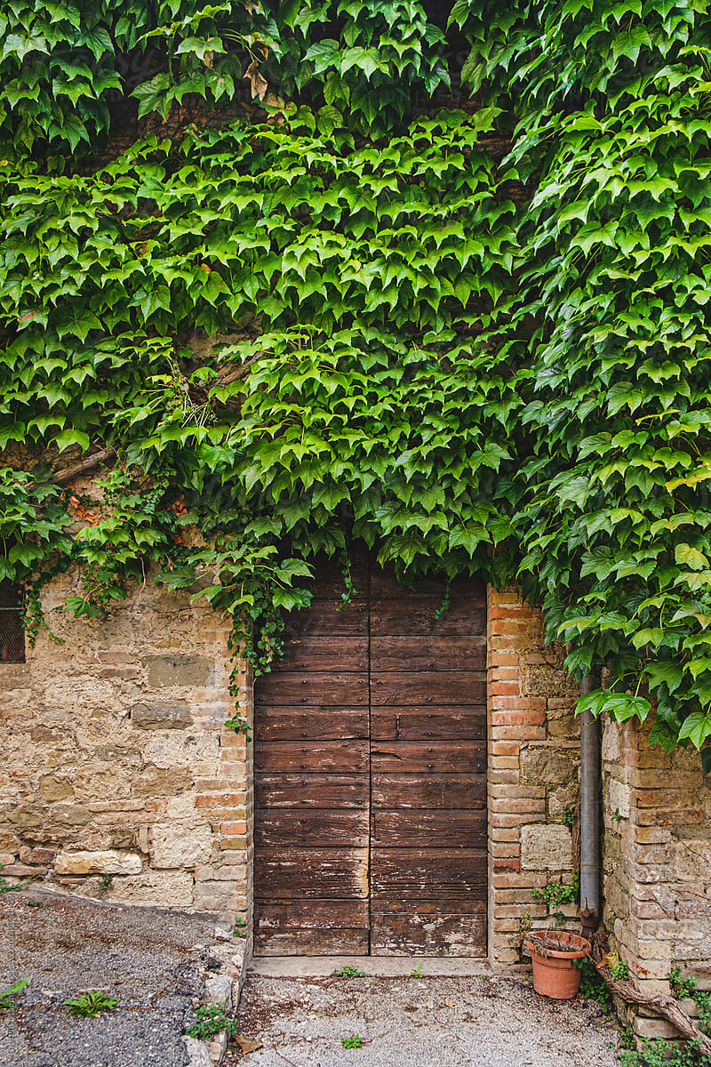 Wooden door covered with green ivy