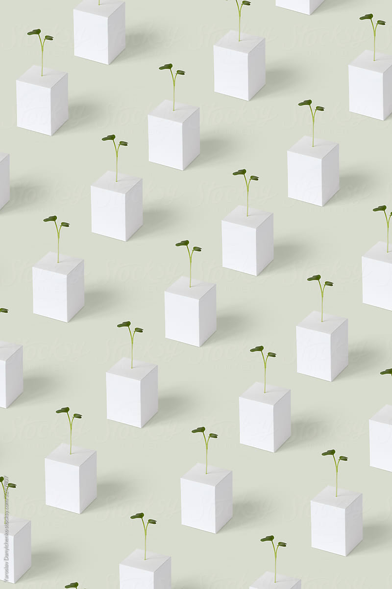 Pattern from paper cubes and growing microgreen.
