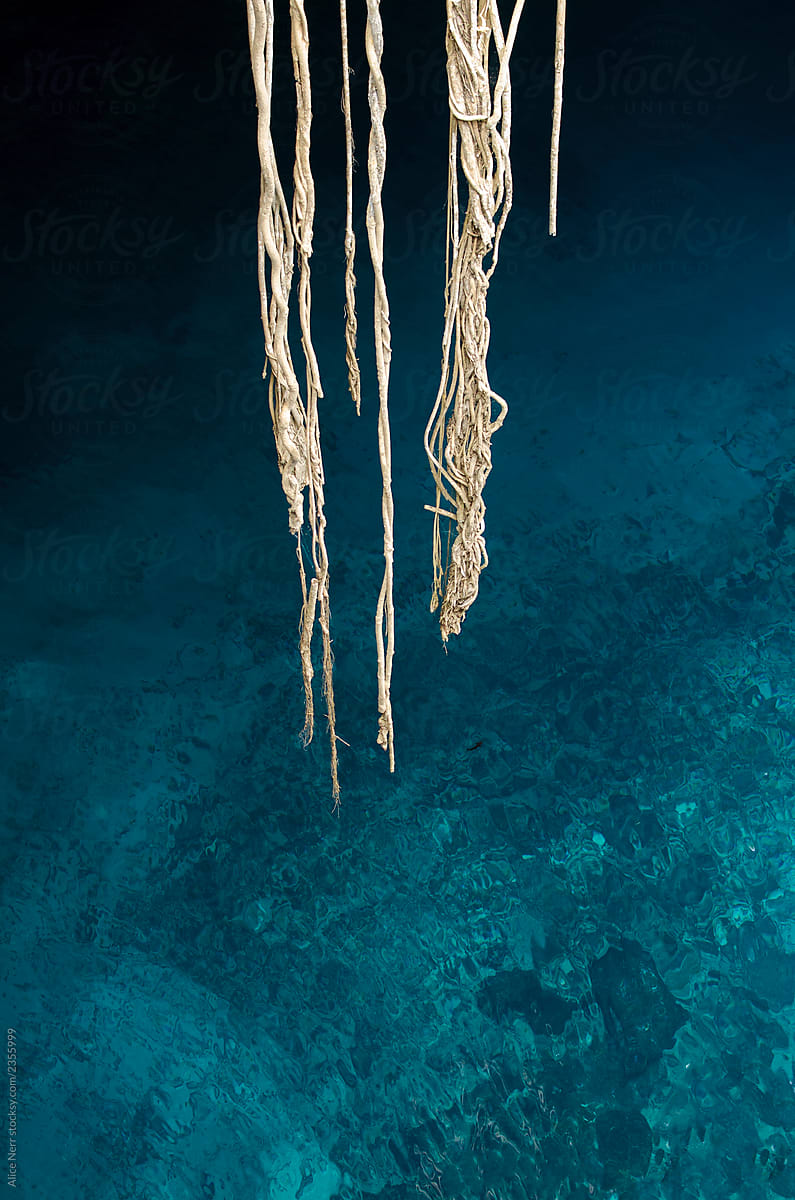 Tree roots, black fish and blue transparent water