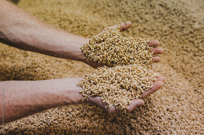 A man\'s hands holding sprouted grain