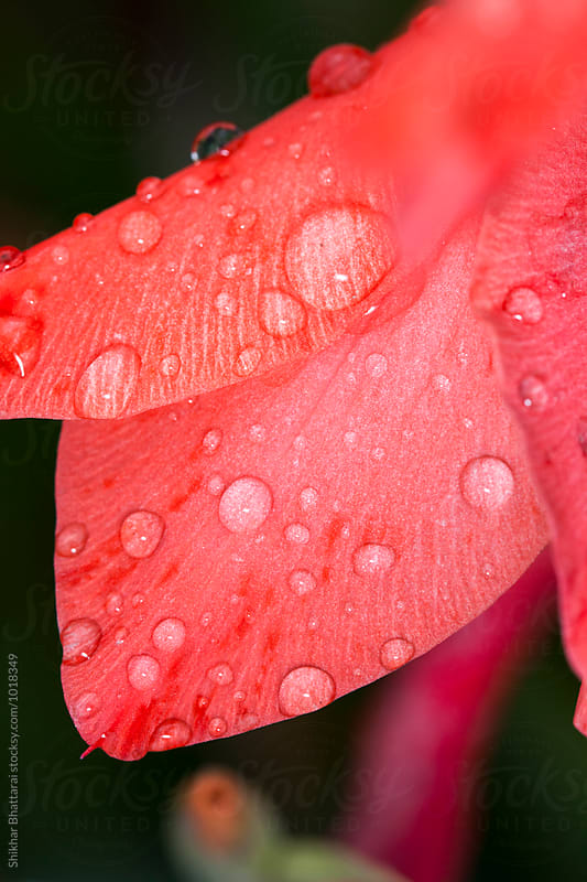 Rain flowers Images - Search Images on Everypixel
