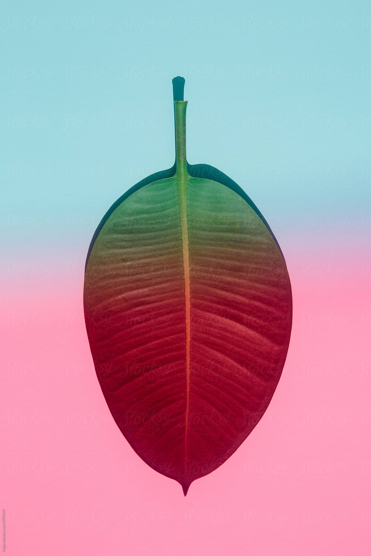 Large leaf with blue and pink lighting