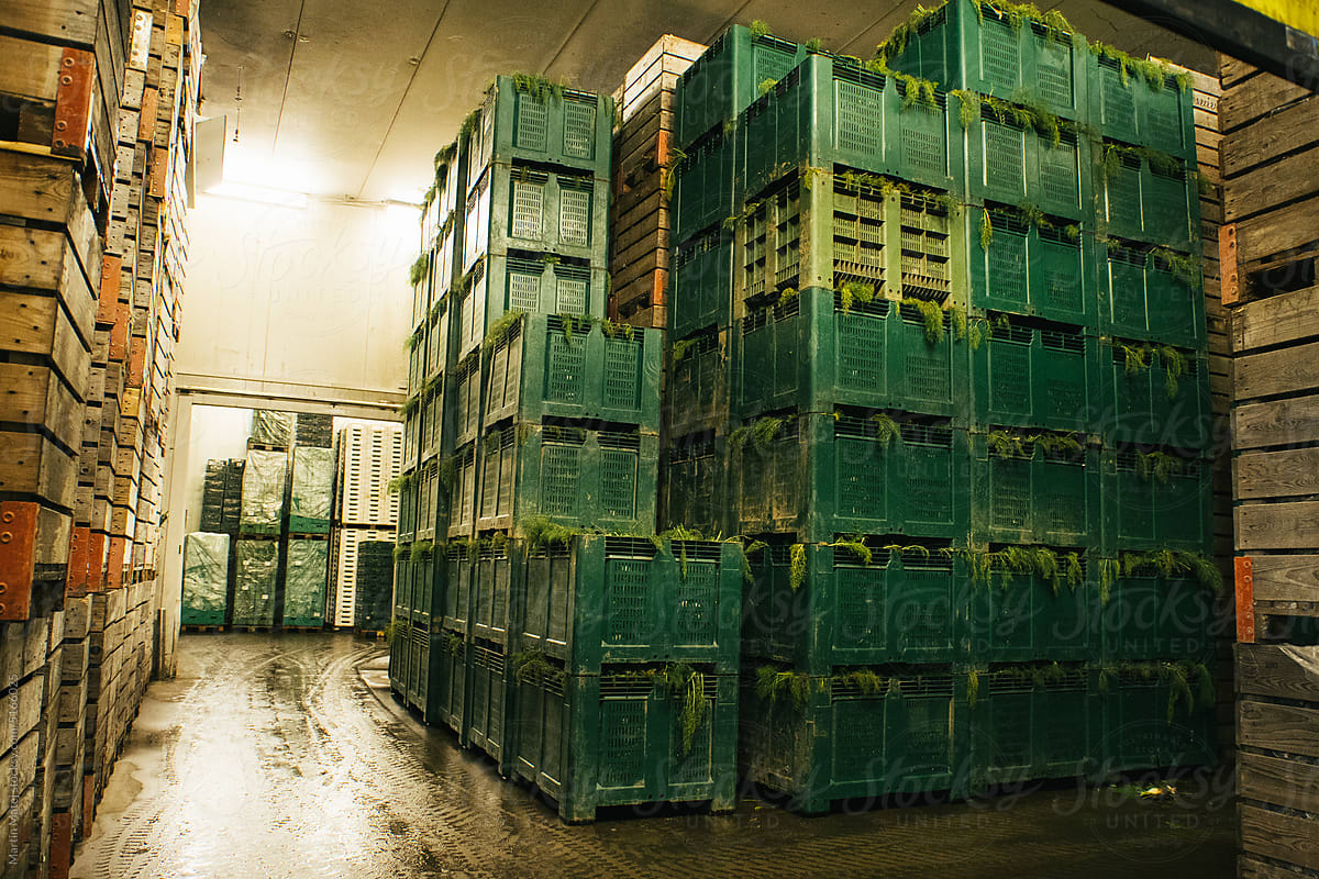 Warehouse with organic vegetables