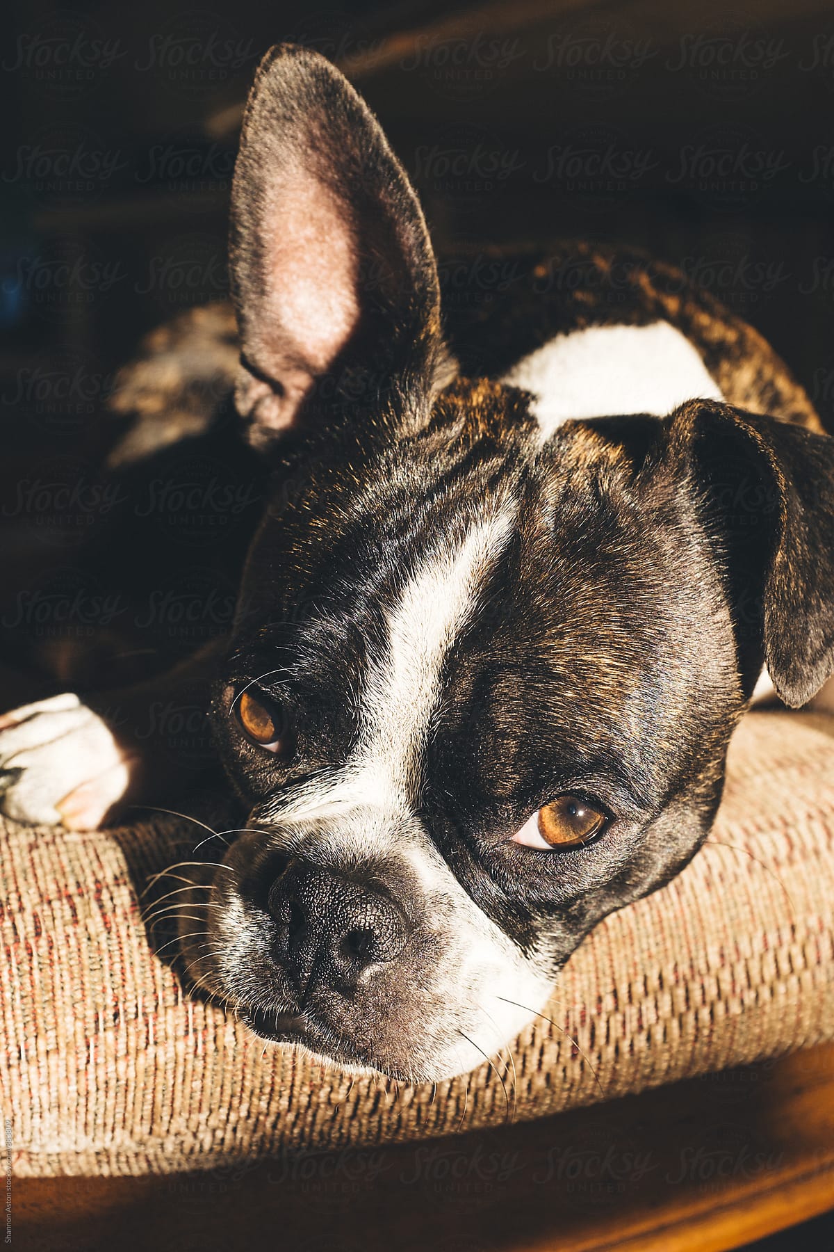 Bruce the Boston Terrier gets some California rays.
