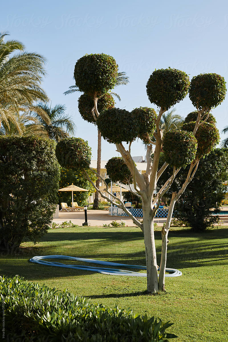 Topiary Garden Display at Sunny Resort