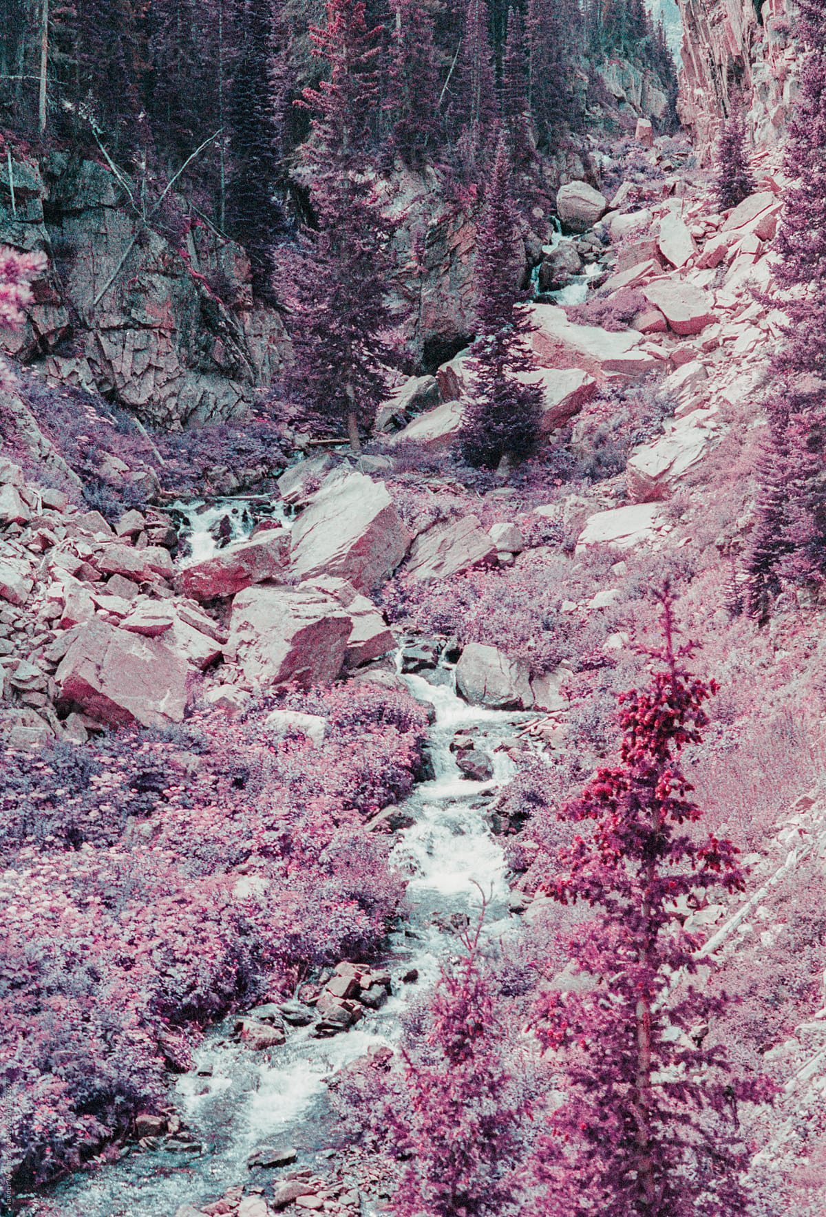 Small river flowing through a rocky landscape surrounded by purple pine trees