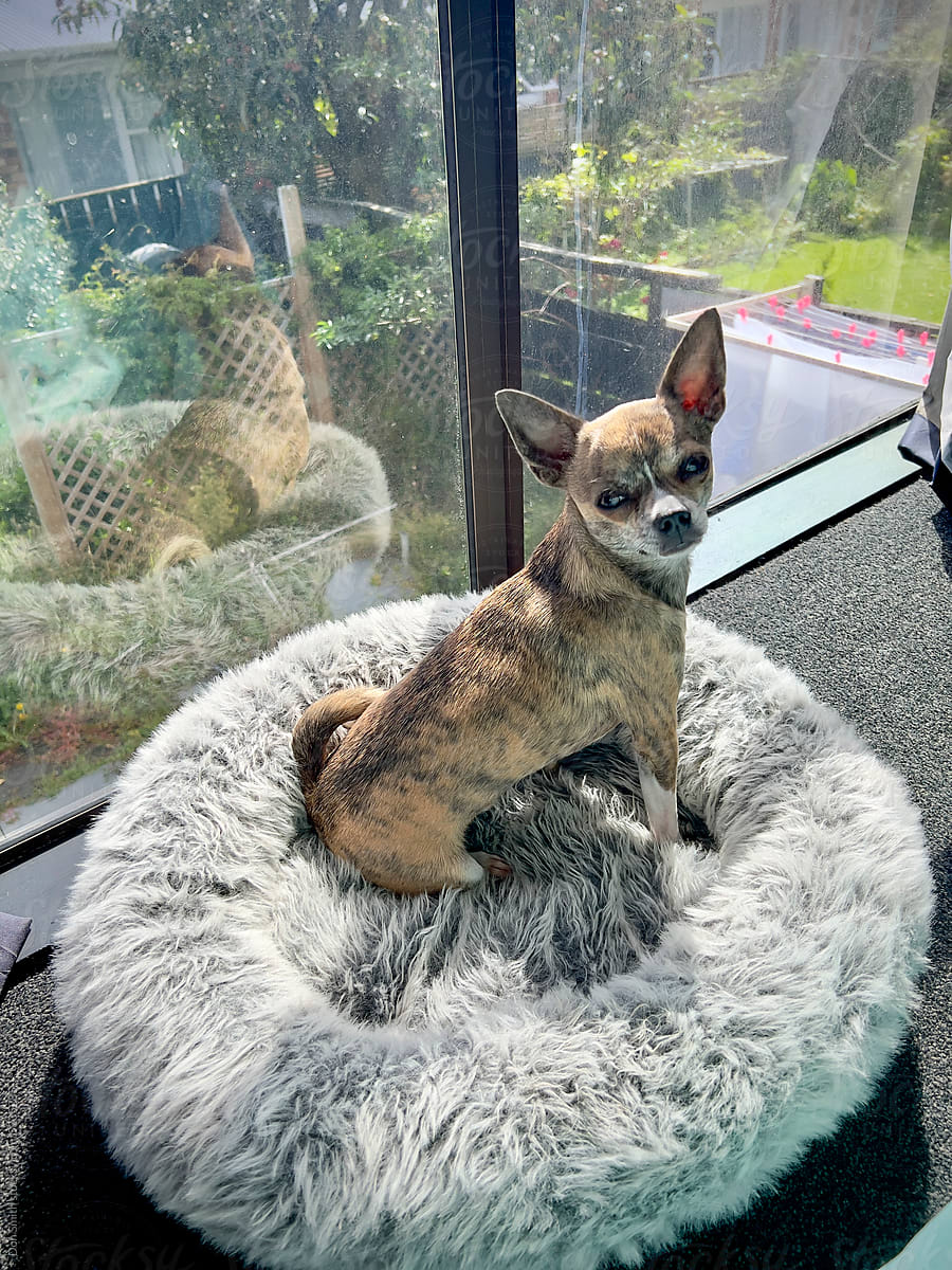 Chihuahua dog on upper floor overlooking garden