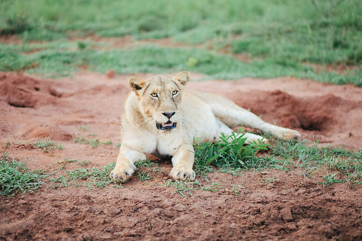 Lioness Lounging in the Dirt After a Kill