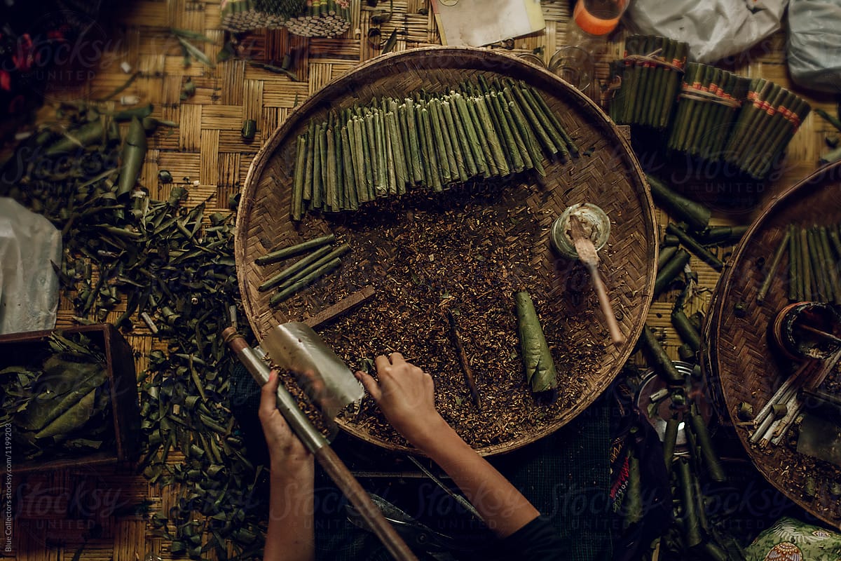 Manufacturing of cigars by hand. the traditional method