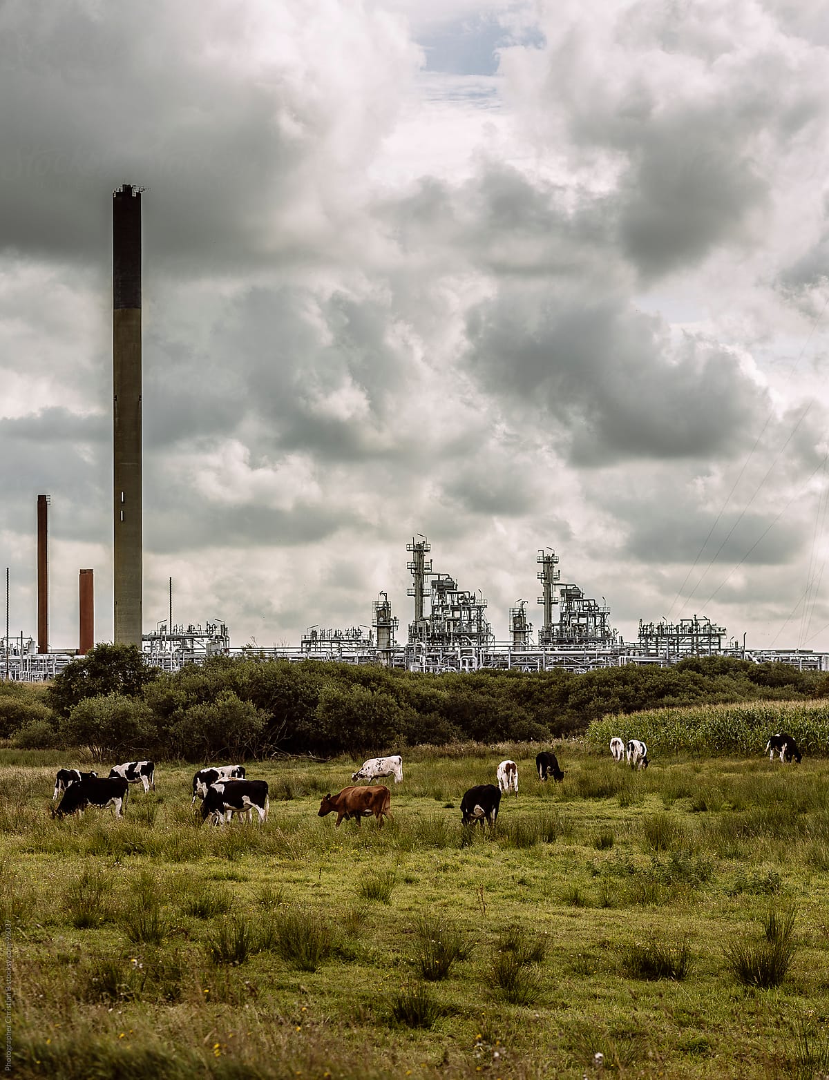 Cows and gas plant