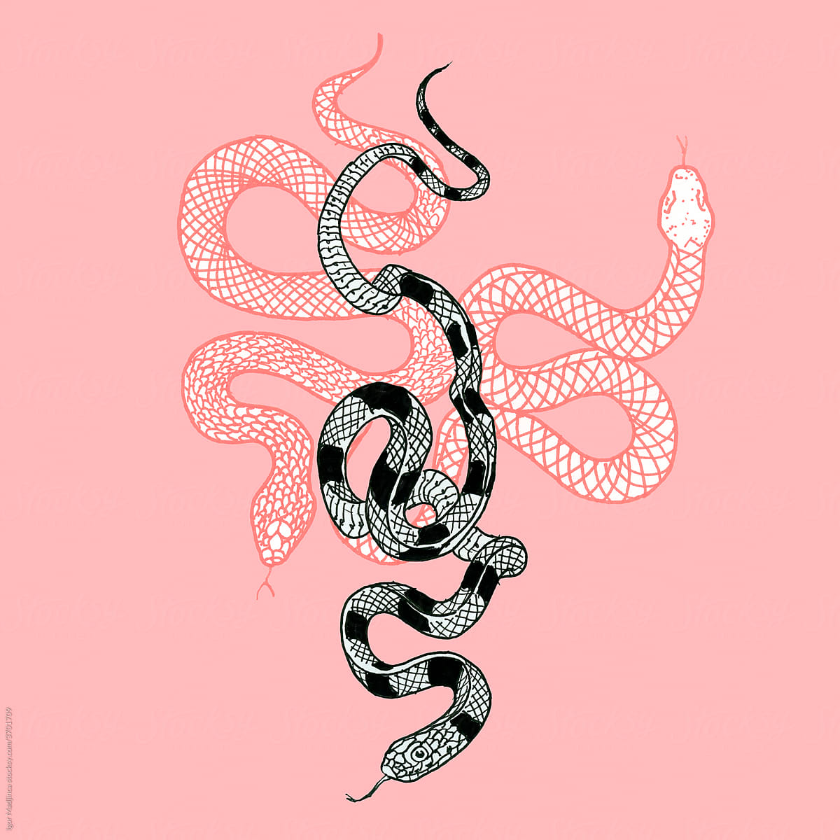 drawing of a snake on a pink background