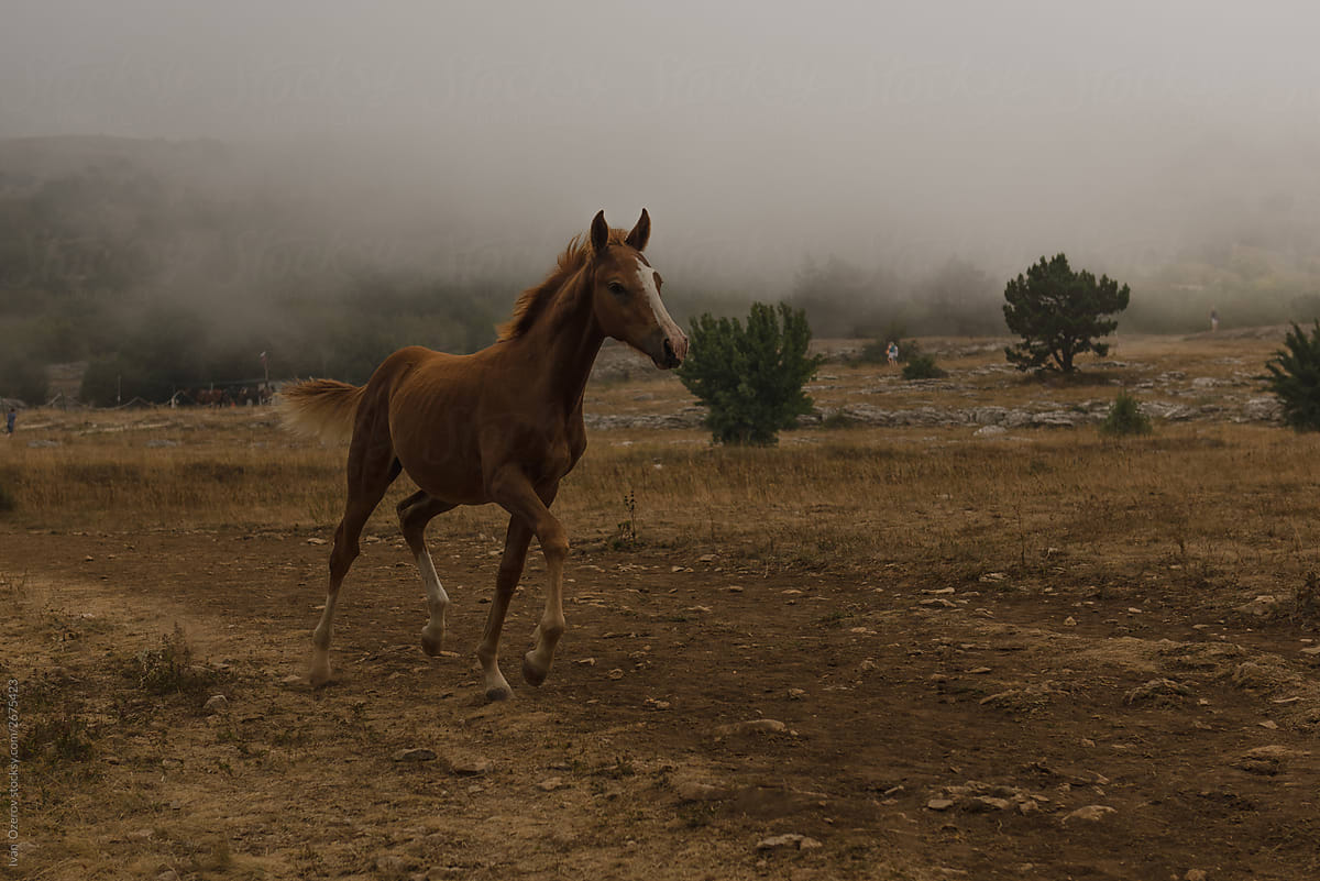 foal run across the field in the fog