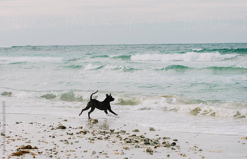 Dog playing on a beach,fetching