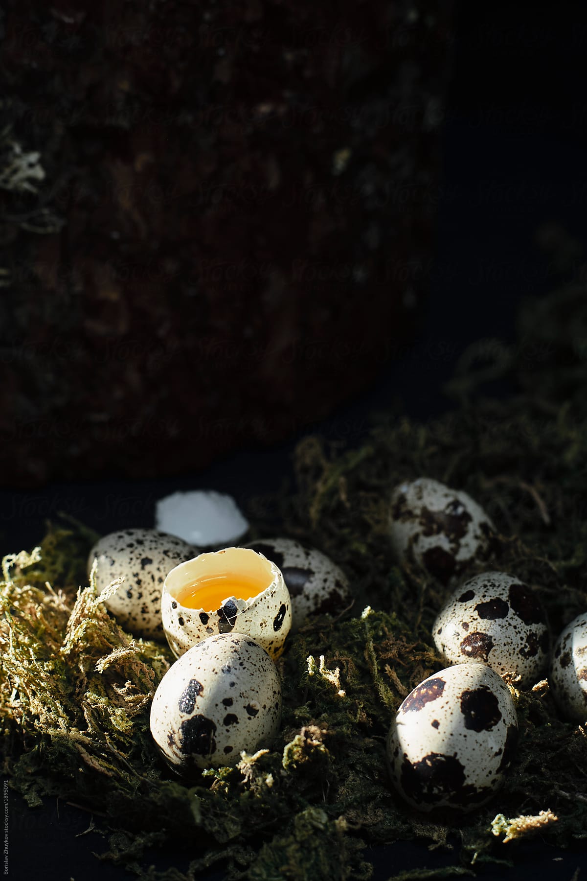 Quail eggs in dry moss